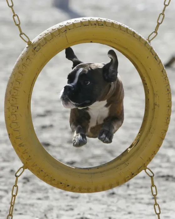 Framed Print : A boxer dog jumps through a tyre during an annual dog show in the southern Russian city Framed Print : A boxer dog jumps through a tyre during an annual dog show in the southern Russian city