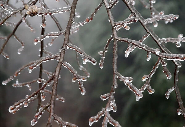 Branches of a tree are covered with ice near Amstall