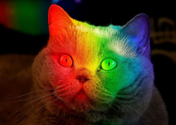 A British Blue cat is lit up by sunlight diffracted through an aquarium at an apartment