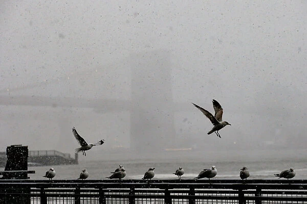 The Brooklyn Bridge is seen through the sleet and snow as seagulls take shelter during a