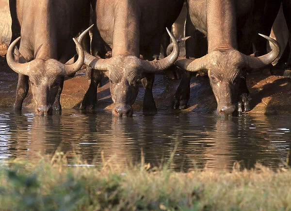 Buffalos drink water at sunset from a pond in Kenyas Tsavo West National Park
