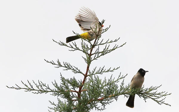 Bulbul birds are seen on a tree in the southern village of Khiam