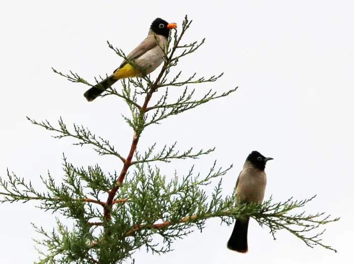 Framed Print : Bulbul birds are seen on a tree in the southern village of Khiam Framed Print : Bulbul birds are seen on a tree in the southern village of Khiam