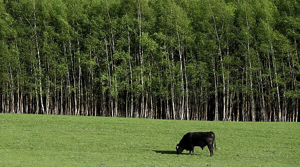 A bull grazes at a farm in the village of Jitrava near Liberec