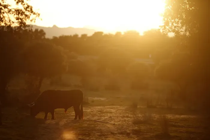 Framed Print : A bull grazes during sunset at Reservatauro Ronda cattle ranch in Ronda Framed Print : A bull grazes during sunset at Reservatauro Ronda cattle ranch in Ronda