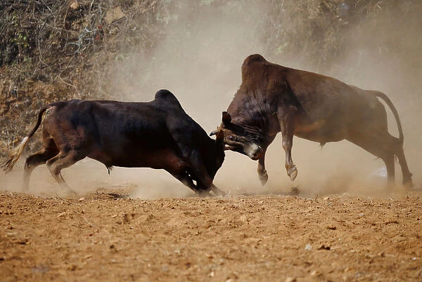 Bulls fight during the Maghesangranti festival at Talukachandani village in Nuwakot