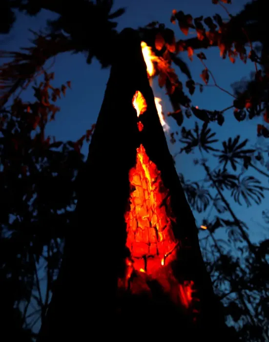 Framed Print : A burning tree is seen during a fire in an area of the Amazon rainforest in Itapua do Framed Print : A burning tree is seen during a fire in an area of the Amazon rainforest in Itapua do