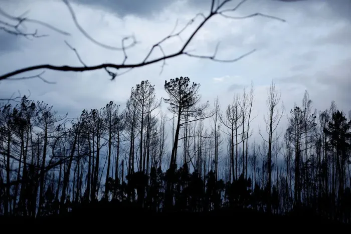 Framed Print : A part of a burnt forest is seen in Vila Nova