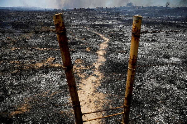 Burnt ground and trees are seen on the Israeli side of the border between Israel