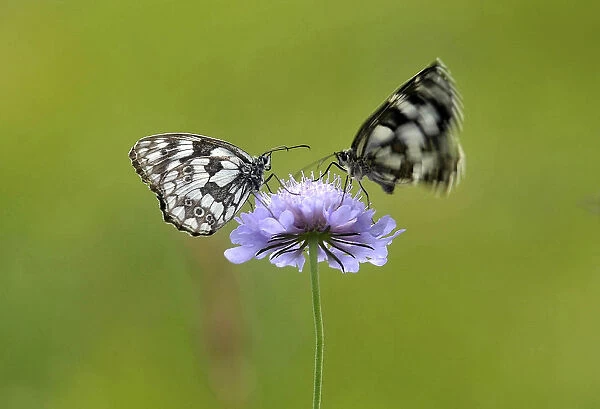 Butterflies are seen on a flower in a meadow near the village of Ravnica