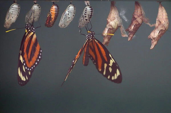 Butterflies sit on cocoons during an event to launch the Sensational Butterflies