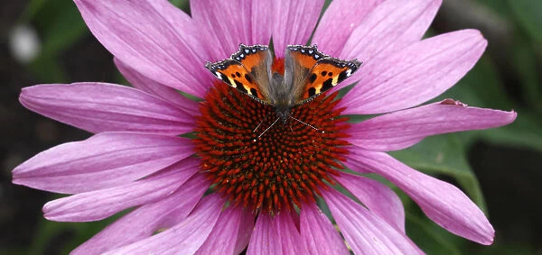 Butterfly called Kleiner Fuchs is pictured at a flower near Ingolstadt