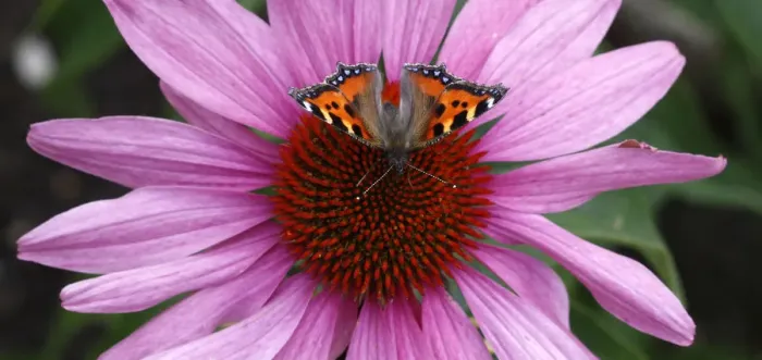 Framed Print : Butterfly called Kleiner Fuchs is pictured at a flower near Ingolstadt Framed Print : Butterfly called Kleiner Fuchs is pictured at a flower near Ingolstadt