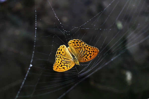 A butterfly is caught in a spider web in the Sharr mountains southwest of Pristina