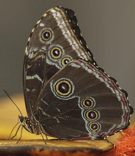 A butterfly feeds on fruit in a hatchery in Cali