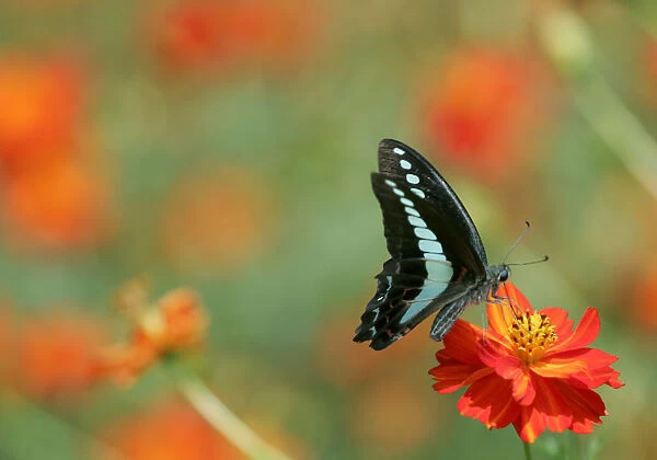 A butterfly feeds from an Orange Cosmos in full bloom at Hamarikyu Garden in Tokyo