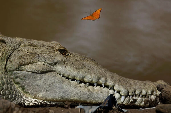 A butterfly flies over a large crocodile in the Tarcoles River