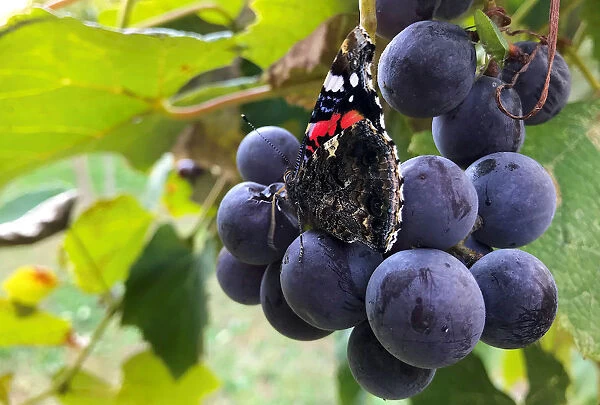A butterfly rests on a bunch of grapes hanging from a vine in a small vineyard located