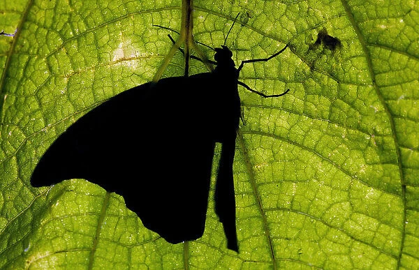 A butterfly rests on a leaf at a butterfly garden in Guacima de Alajuela