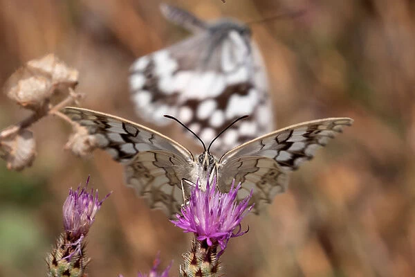 A butterfly is seen on a flower on Mount Hymettus in Athens