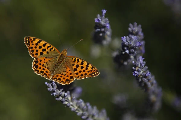 A butterfly is seen on a lavender flower near Madrid