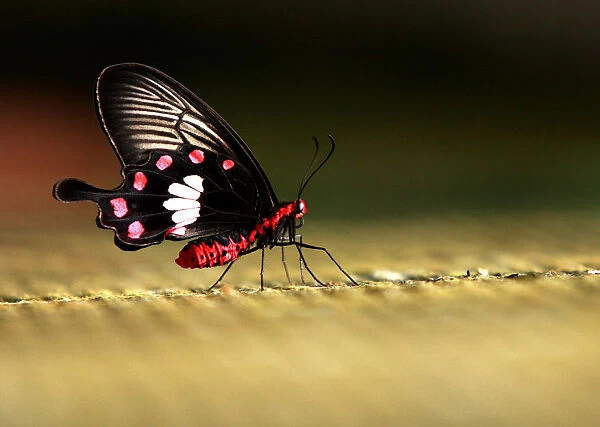 Butterfly sits at Cilember butterfly breeding on outskirts of Jakarta