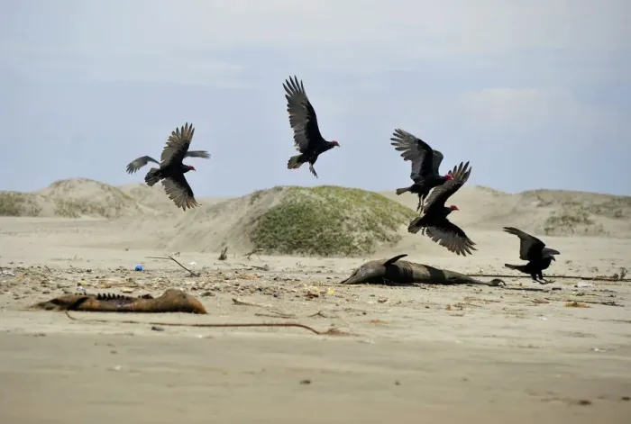 Framed Print : Buzzards fly around two dead dolphins on a beach in Lambayeque