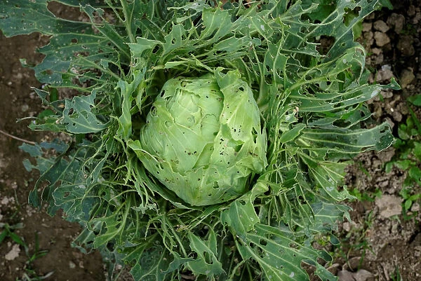 A cabbage eaten by a bug is seen on a vegetable farm at the New Territories in Hong Kong