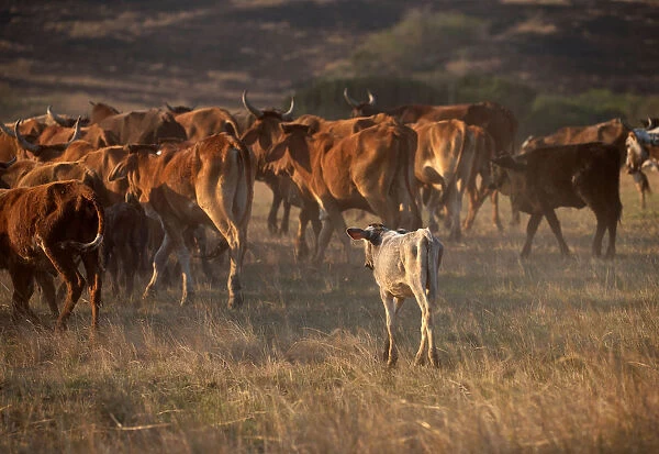 A calf follows cattle being herded in Cato Ridge