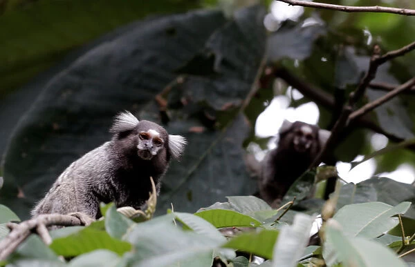 Callithrix monkeys are seen in an Atlantic forest area in Mairipora
