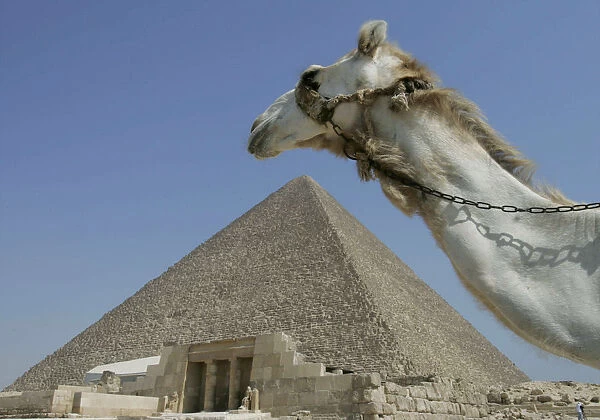 A camel passes in front of the Pyramids at Giza in Egypt