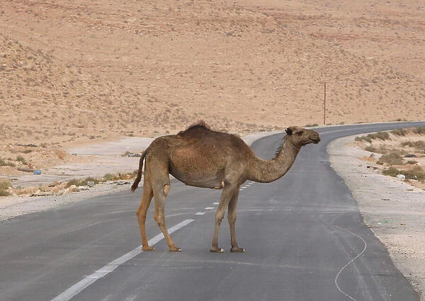 A camel is seen on a road near the north of the besieged city of Bani Walid