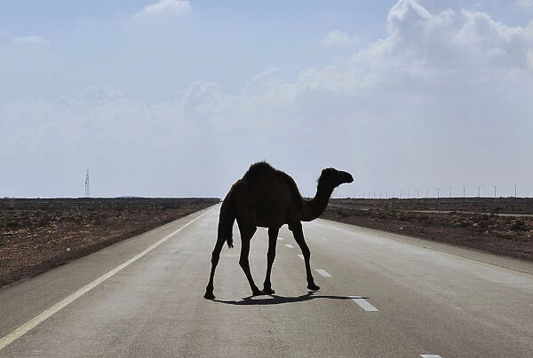 A camel is seen on a road near the Ras Lanuf