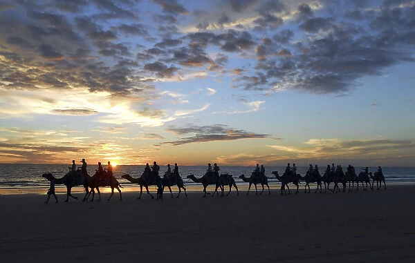 A camel train carries tourists on a sunset safari along Cable Beach located near the