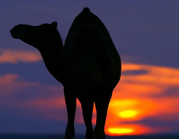 CAMELS GRAZE AT SUNSET IN KUWAIT DESERT