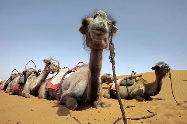 Camels rest at Tengeri Desert, on the outskirts of Zhongwei, Chinas Ningxia Hui Autonomous Region