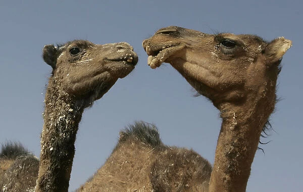 Camels are seen at Sahrawi Dakhlas refugee camp