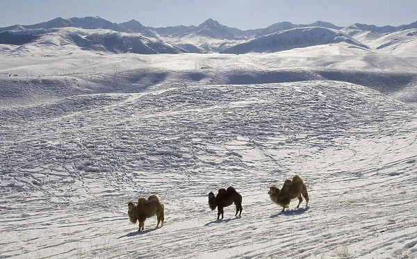 Camels are seen on the snow-covered Yshkonyr plateau outside Almaty