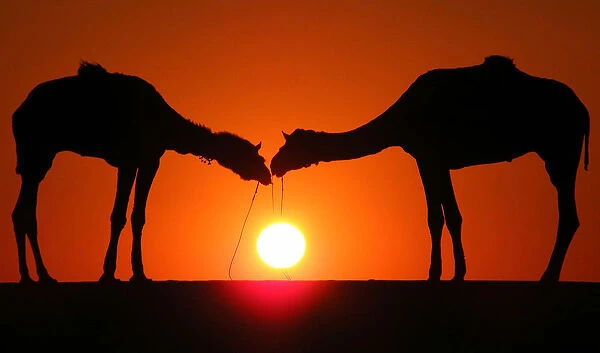 Camels are silhouetted against the setting sun in Rajasthan