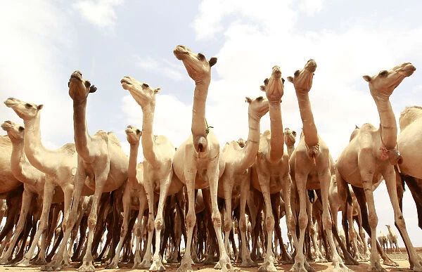 Camels wait for their turn to drink water from a tank near Harfo, northwest of Mogadishu
