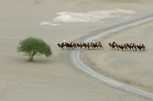 Camels walk past a tree as they travel across the Mingsha Sand Dunes on the outskirts