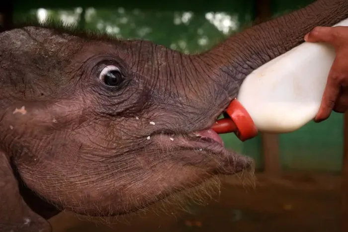Framed Print : A camp staff feeds Ayeyar Sein, a four-month-old baby elephant who lost her parents to Framed Print : A camp staff feeds Ayeyar Sein, a four-month-old baby elephant who lost her parents to