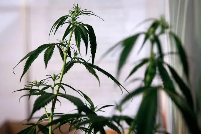 Framed Print : A cannabis plant is seen at the 1st International Cannabis Expo, in Athens Framed Print : A cannabis plant is seen at the 1st International Cannabis Expo, in Athens