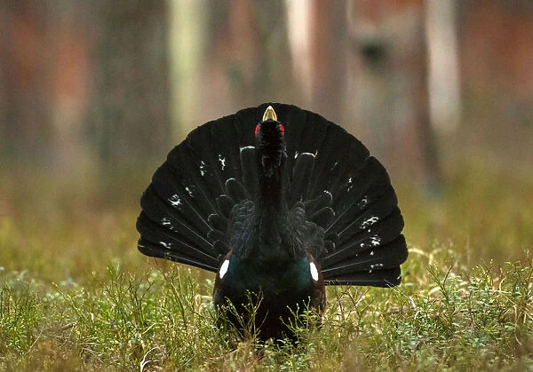 Capercaillie is seen at the mating ground in a forest near the village of Vyganashchy