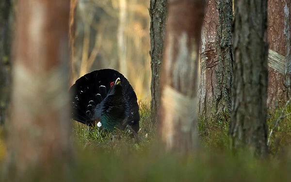 Capercaillie is seen at the mating ground in a forest near the village of Vyganashchy