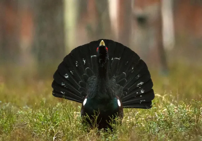 Framed Print : Capercaillie is seen at the mating ground in a forest near the village of Vyganashchy Framed Print : Capercaillie is seen at the mating ground in a forest near the village of Vyganashchy