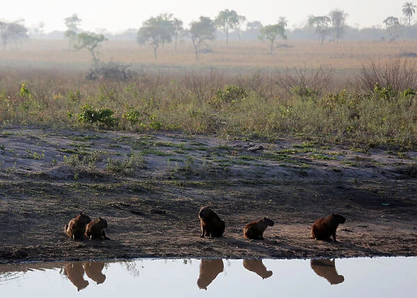 Capybaras are seen next to the road during prolonged drought conditions near San Rafael