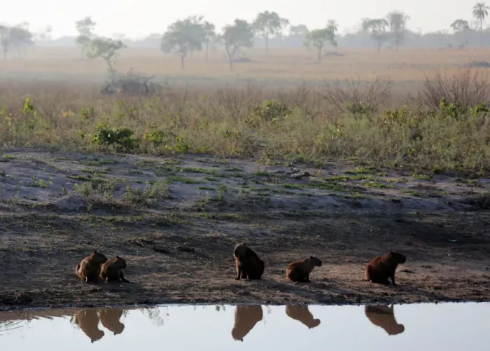 Framed Print : Capybaras are seen next to the road during prolonged drought conditions near San Rafael Framed Print : Capybaras are seen next to the road during prolonged drought conditions near San Rafael