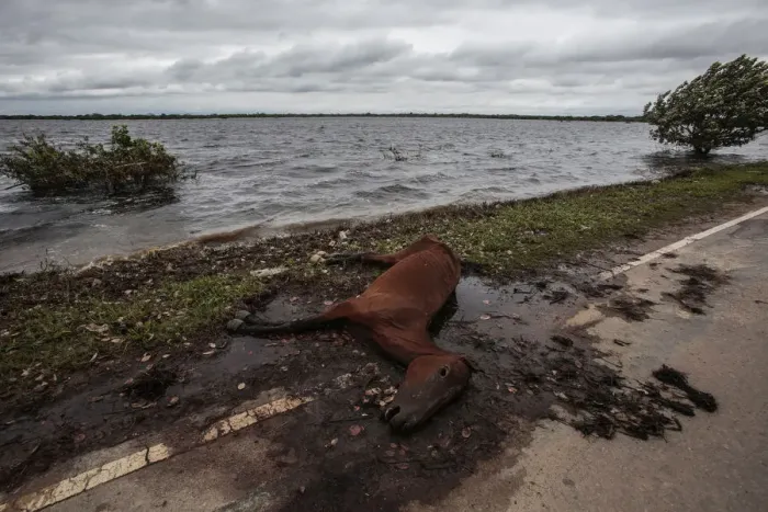 Framed Print : The carcass of a horse lies by a road on a flooded area near Trinidad Framed Print : The carcass of a horse lies by a road on a flooded area near Trinidad