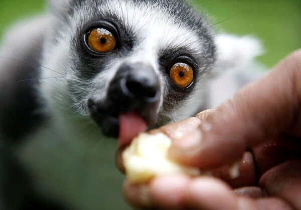 A caretaker feeds a ring tailed lemur inside Central Zoo in Lalitpur